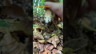 Boletus ReticulatusMay 2024 asmr asmrmushrooms fungi boletus porchini mushroomhunting [upl. by Margette585]