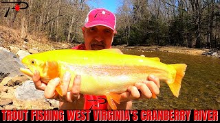 Trout Fishing West Virginias Cranberry River [upl. by Lucila498]