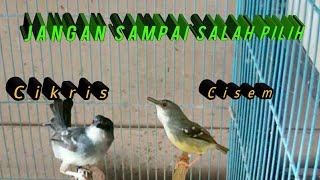 SUARA PIKAT BURUNG CIBLEK [upl. by Whitford]