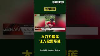 每周回顾 Weekly News 大力丸榴莲让人欲罢不能！ Irresistible Greenfeed durians [upl. by Onilatac]