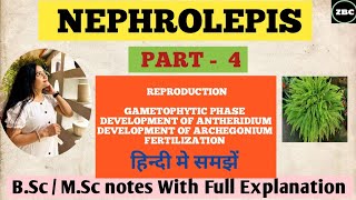 NEPHROLEPIS PART4Reproduction Gametophytic Phase Development of ANTHERIDIUM amp ARCHEGONIUM [upl. by Zilef]