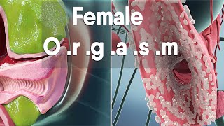 female orgasm  Female anatomy and biology [upl. by Delamare]