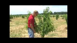 How to Prune MultiStem Trees [upl. by Krever]