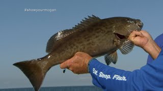 Shallow Water Grouper Fishing out of Homosassa Florida [upl. by Atinrahc]