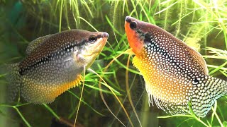 The Complete Guide To Keeping And Breeding The Pearl Gourami Trichopodus leerii [upl. by Hillinck]