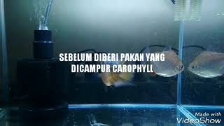 SEBELUM amp SESUDAH PEMBERIAN CAROPHYLL KE IKAN LOUHAN [upl. by Ennagroeg]