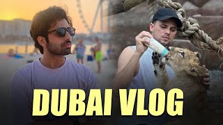 Dubai Vlog  Zayn Saifi with lions  Talib Saifi [upl. by Dorren]