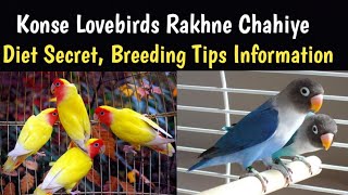 Lovebird Breeding Tips and Diet plan [upl. by Krauss]