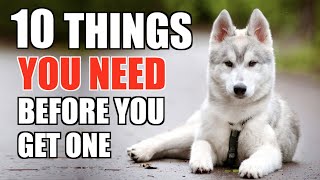 10 Things YOU NEED TO HAVE When You Get A Husky Puppy UPDATED GUIDE FOR BEGINNERS [upl. by Dichy]