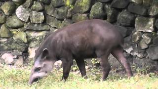 On Location The South American Tapir [upl. by Lundin]