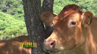 TIERRA FERTIL Ganado Limousin 6 de septiembre de 2014 [upl. by Gebelein]