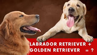 Goldador  Labrador Retriever amp Golden Retriever Mix [upl. by Osgood]