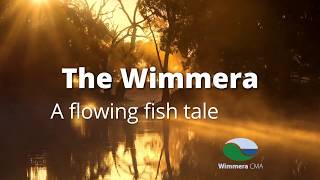 The Wimmeraa flowing fish tale [upl. by Naivaj]