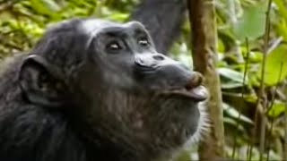 Animal Mating Rituals of Chimpanzees  BBC Studios [upl. by Benioff271]