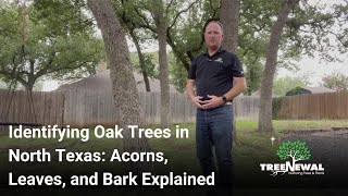 Identifying Oak Trees in North Texas Acorns Leaves and Bark Explained [upl. by Trillby]