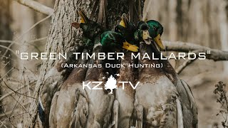 Green Timber Mallards Arkansas Duck Hunt K ZONE TV quotGreen Timber Mallardsquot [upl. by Doris]