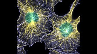 Microtubules and their clinical relevance [upl. by Ronnoc738]