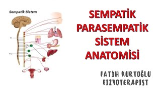 SempatikParasempatik Sistem  ANATOMİ SİSTEMLER KONU ANLATIMI 14 [upl. by Minnaminnie]