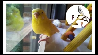 Do Parakeets  Budgies Make Good Pets [upl. by Inek]