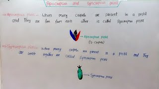 Apocarpous And Syncarpous Pistil In HindiUrdu [upl. by Tacye]