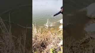 Fishing videos in shamirpet cute fishing twolessfishinthesea fish machlikashikar carpfishing [upl. by Lustick]