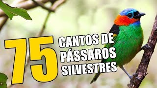 75 CANTOS DE PÁSSAROS SILVESTRES 🔴♫ [upl. by Aneleve]