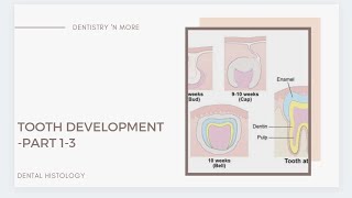 A to Z about TOOTH DEVELOPMENT [upl. by Atiniuq]