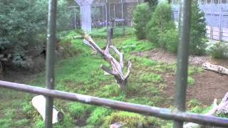 Lions fighting at the Melbourne Zoo [upl. by Winfred]