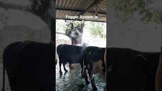 Fogger System Misting System 03003904734 mistingsystem foggingsystem dairyfarm coolingsystem yt [upl. by Dalila971]