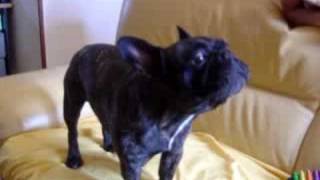 Val le Bouledogue francais qui chante French Bulldog [upl. by Etat]