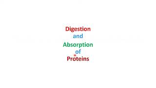 Protein Metabolism Digestion Transdeamination amp Urea Cycle  Lecture 9 [upl. by Rai535]