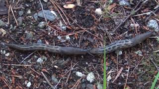 The largest land slug species in the World 🐌 Limax cinereoniger 🐌 La Grande Limace 2 Ashblack slugs [upl. by Ytsirk]