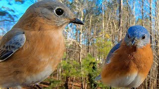 Hear the Charming Sounds of Bluebirds in Conversation [upl. by Anoif]