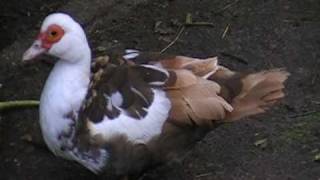 muscovy duck female [upl. by Seleta]