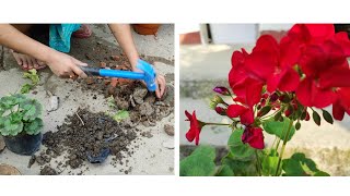 How to repot Geranium Flowerजेरेनियम फूलों को कैसे लगाएं [upl. by Letsyrc760]