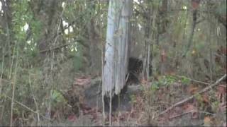 Wild tiger bear fight  rare footage Tiger vs Bear [upl. by Fiorenze]