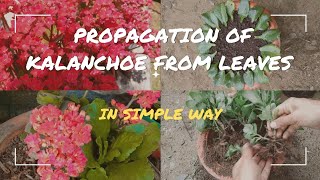 Propagation of Kalanchoe from leavesHow to propagate KalanchoePropagating Kalanchoe by cutting [upl. by Eednil]