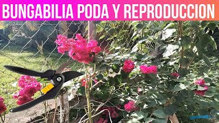 PODA Y REPRODUCCION DE BUGAMBILIA O VERANERA [upl. by Itisahc]