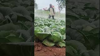 Calcium boron and yield enhancer spray for cabbage 🥬 music [upl. by Leahcar]