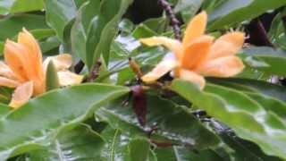 Michelia Champaca Sonchafa Flowers in Rain Vid1 [upl. by Ainigriv]