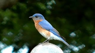 Eastern Bluebird Song FYV [upl. by Noslrac825]