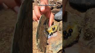 i found a black Pearl into the scallop shell hawksbaybeach karachibeach seacreatures shorts [upl. by Lavoie992]