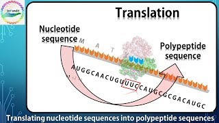 Translating nucleotide sequences into protein sequences [upl. by Epolulot545]