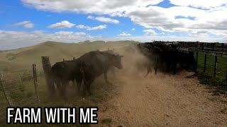 Cattle Droving New Zealand  Weaning Angus calves [upl. by Robbert]