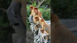 Proboscis Monkey Nasalis larvatus  Observed in Description [upl. by Dnomed]