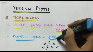 Yersinia pestis  Microbiology  Handwritten notes [upl. by Ajat]