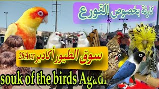 حصريآ من سوق الطيور أكادير ليوم الأحد 28Avr جديد الطفرات والاثمنة على قناتكم Alawii Mustapha vlog 💥 [upl. by Roel]