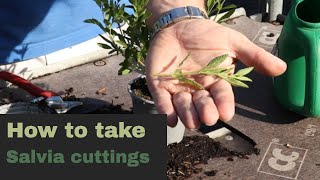 How to take and propagate salvias from cuttings EP177  5 Minute Friday [upl. by Kolb430]