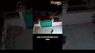 Leopardo Entra a una Casa y Caza a un Perro shorts animalessalvajes [upl. by Kcirdes736]