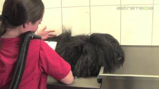 Hundesalon Dany St Gallen Hund Katze Pflege [upl. by Haianeb]